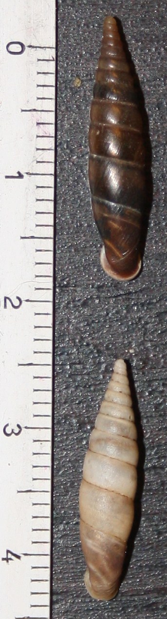 Charpentieria itala punctata e Cochlodina incisa